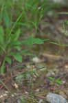 Whorled milkwort